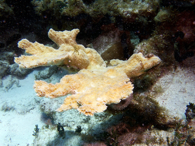 Elkhorn Coral IMG_3270.jpg